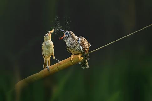 Great reed warbler feeding cuckoo 7