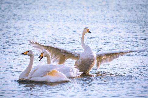 Swan play