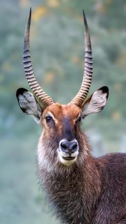 Afrcan antelope