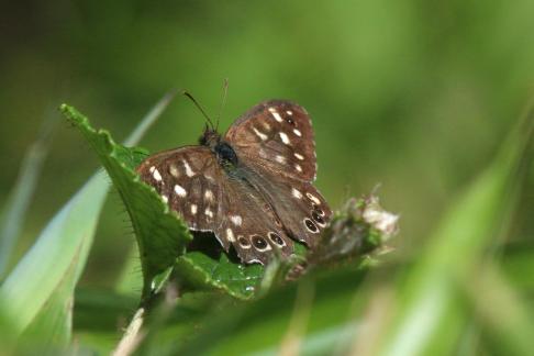 Brown Butterfly 3