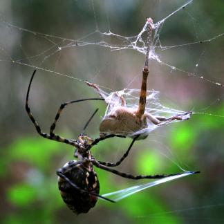 Argiope Wrapping Prey