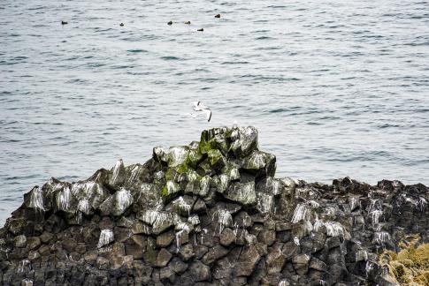 Seagull rocks