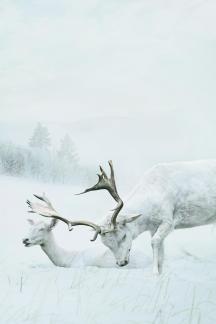 white deer3