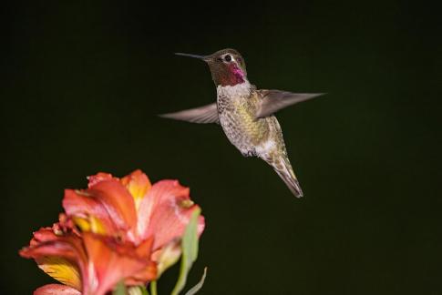hummingbird12