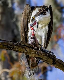 Osprey Enjoying Catch