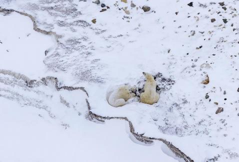 Polar Bears in Open Field