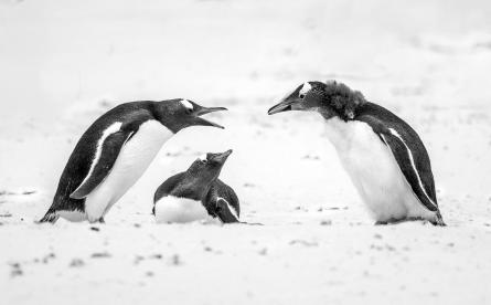 Gentoo Family Discussion