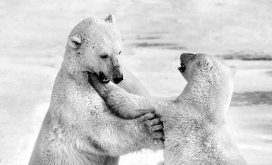 Polar Bear Brothers 9493