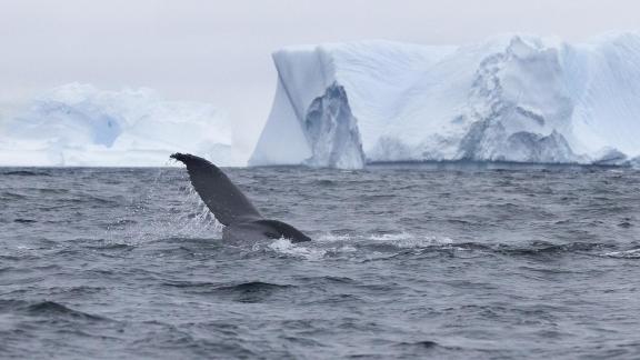 Whale and Iceberg