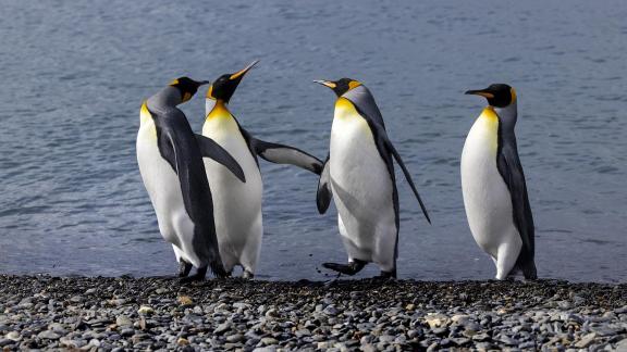 Penguin Gossip