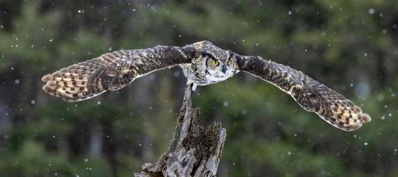 Great Horned Owl in Snow