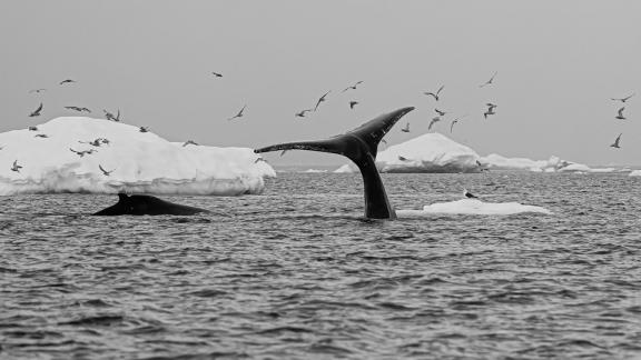 Antartica Whale 4199