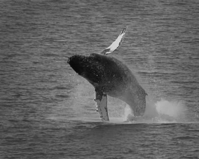 Whale Dancing 3805