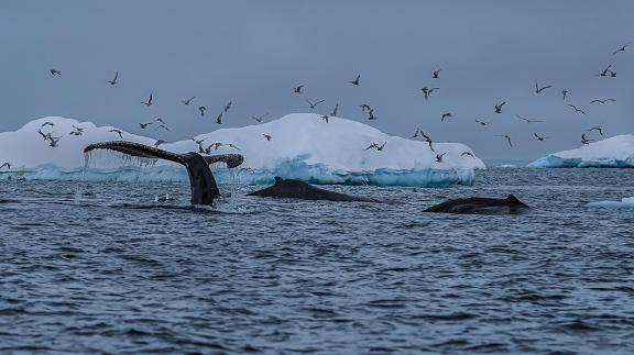 Antartica Whales 4184