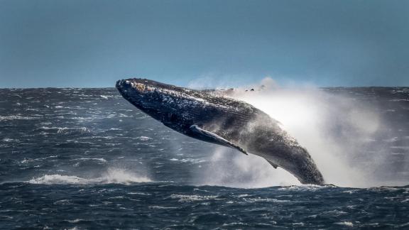 Maui Humpback Whale 62