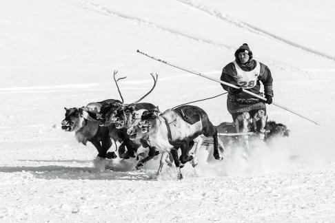 Reindeer Day Plow Race
