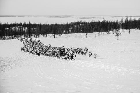Reindeer that began to migrate