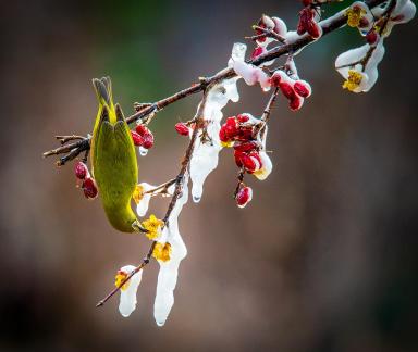 Cornus officinalis and a bird 02