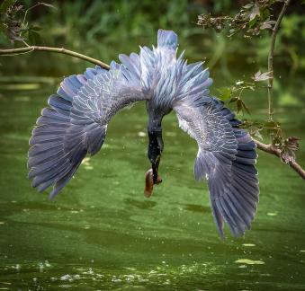 Herons hunting 07