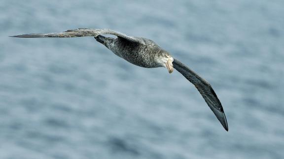 Giant Petrel Stink Eye