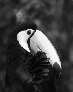 Keel Billed Toucan Preening