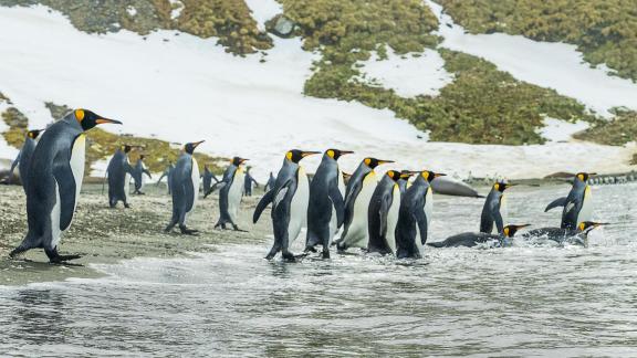 A Chilly Day for a Swim