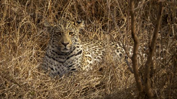 Leopard Hiding in Plain Sight