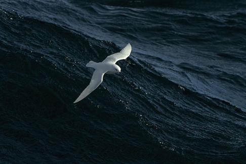 Snowy Petrel In Flight 01