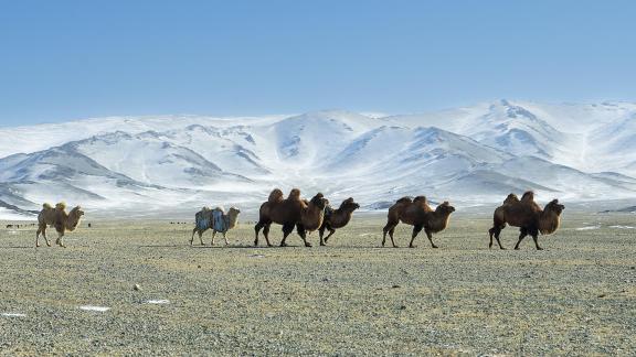 Bactrians en Route