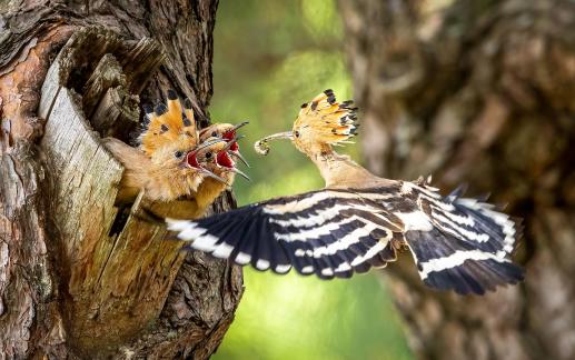 Hoopoe Brooder 02