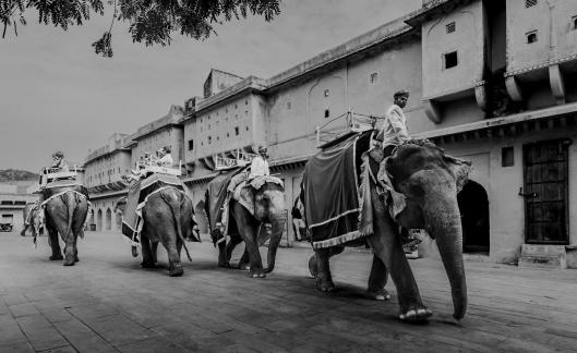 Elephant Ride In Jodhpur