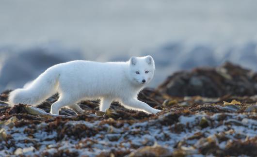 Arctic Fox On The Watch 110