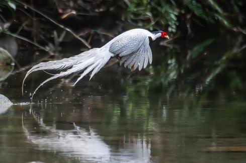 White Pheasant In Flight 104