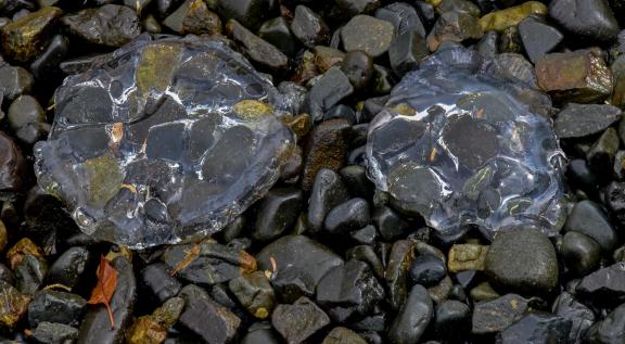 moon jellyfish pair