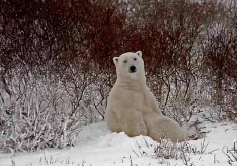 Polar bear sitting upright 3