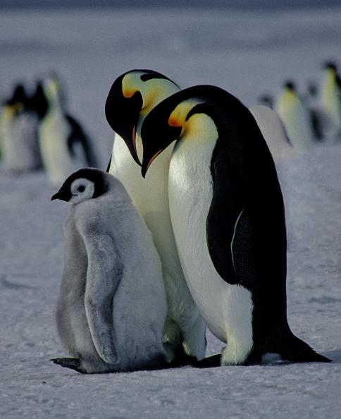 Doting Emperor penguin parents