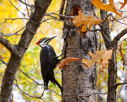 Woodpecker4