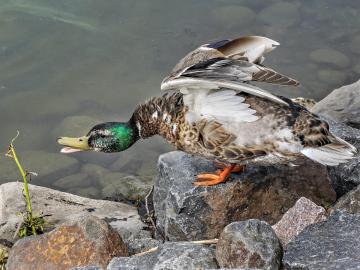 Angry duck