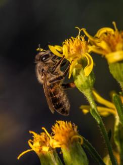 HONEY BEE COLLECTING POLLEN