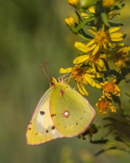 CROCEUS BUTTERFLY 24 C