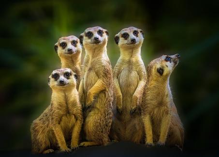 Meerkat 4