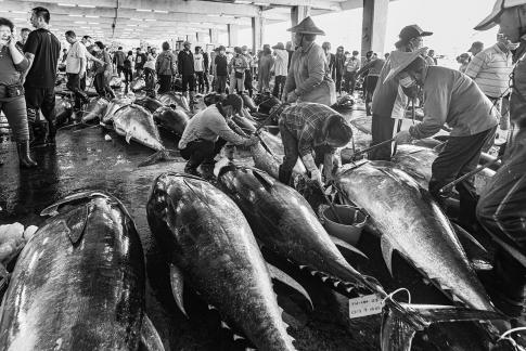 Bluefin Tuna Market 5