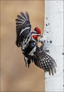 Red-naped Sapsucker