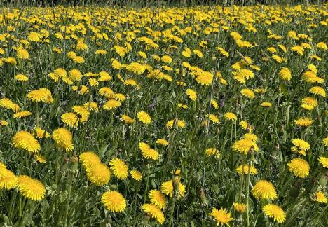 Dandelion meadow