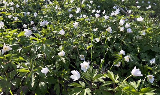 Wood anemones 5