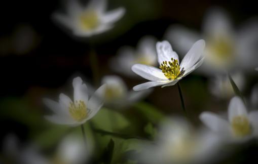 Anemone nemorosa