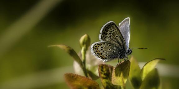 Plebeius argus