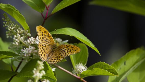 Argynnis paphia