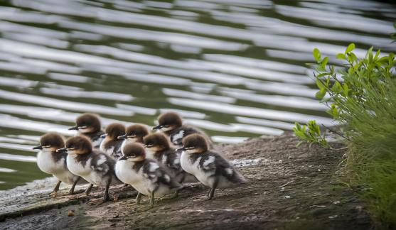 Nine chicks