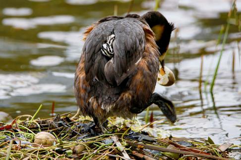 Great Crested Grebes 13